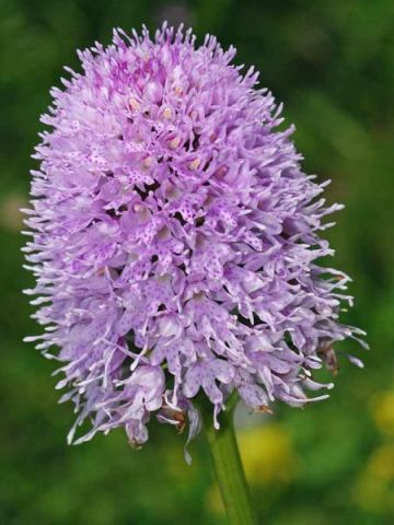Traunsteinera globosa (L.) Reichenbach Traunsteinera globosa (L.) Reichenbach