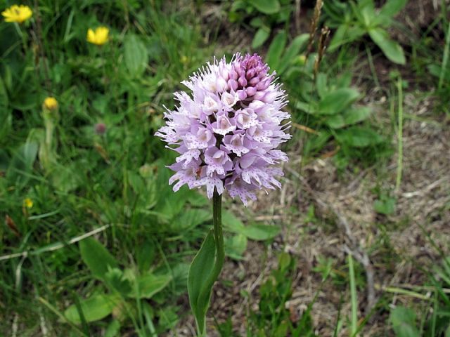 Traunsteinera globosa (L.) Reichenbach Traunsteinera globosa (L.) Reichenbach