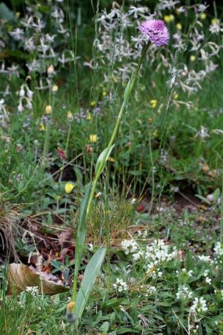 Traunsteinera globosa (L.) Rchb. Traunsteinera globosa (L.) Rchb.