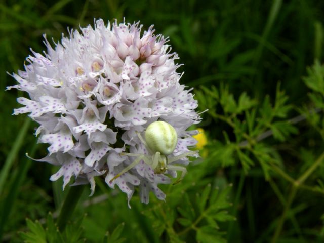 Traunsteinera globosa (L.) Reichenbach Traunsteinera globosa (L.) Reichenbach