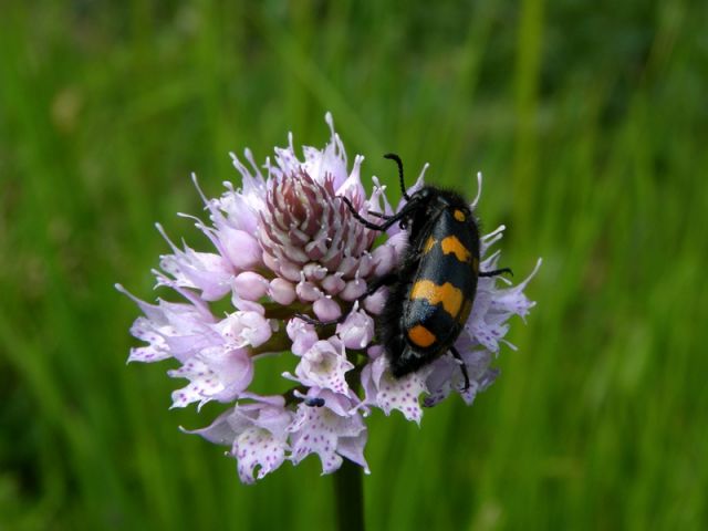 Traunsteinera globosa (L.) Reichenbach Traunsteinera globosa (L.) Reichenbach