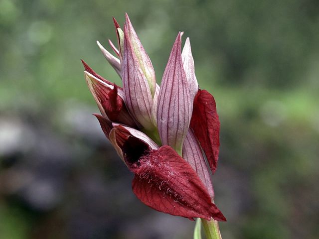 Serapias cordigera L.