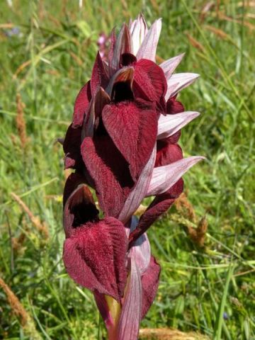 Serapias cordigera L. Serapias cordigera L.