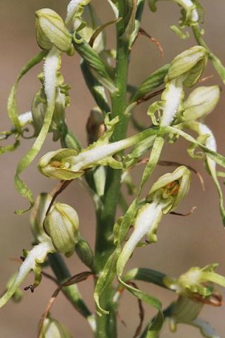 Himantoglossum adriaticum H. Baumann Himantoglossum adriaticum H. Baumann