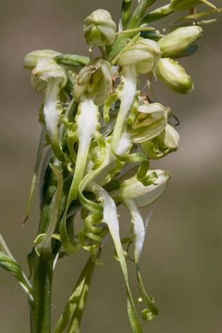Himantoglossum adriaticum H. Baumann Himantoglossum adriaticum H. Baumann