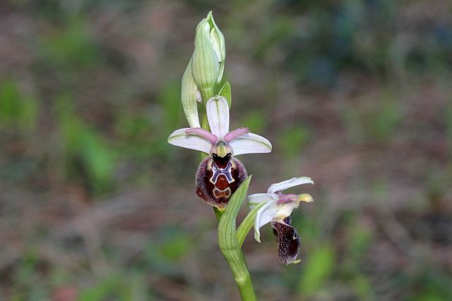 Ophrys exaltata subsp. montis-leonis (O. Danesch & E. Danesch) Soca