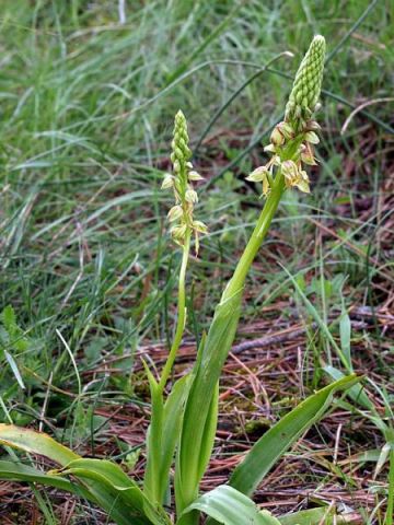 Orchis anthropophora (L.) Allioni Orchis anthropophora (L.) Allioni