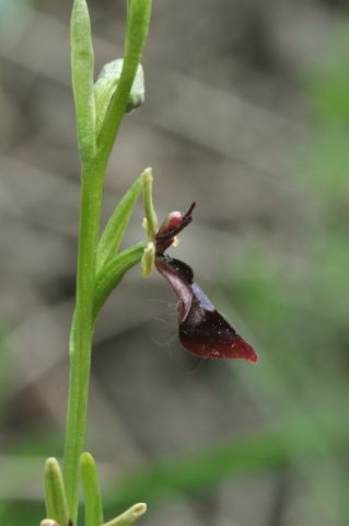 Ophrys insectifera L. Ophrys insectifera L.