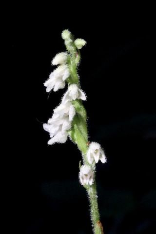 Goodyera repens (L.) R. Br. Goodyera repens (L.) R. Br.