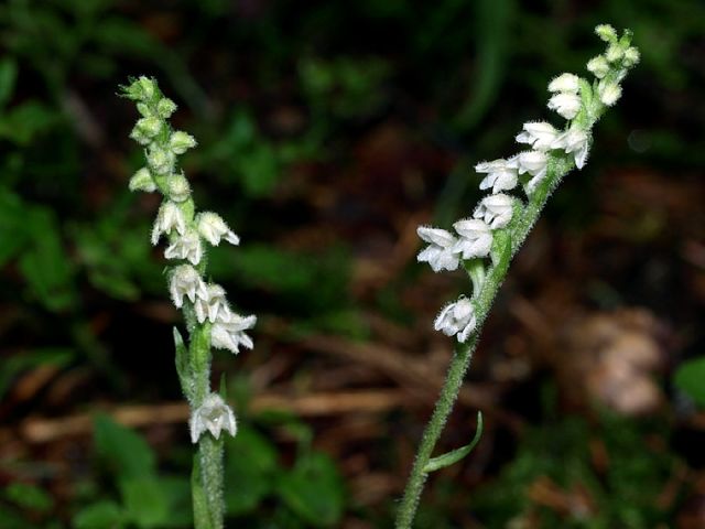 Goodyera repens (L.) R. Br. Goodyera repens (L.) R. Br.