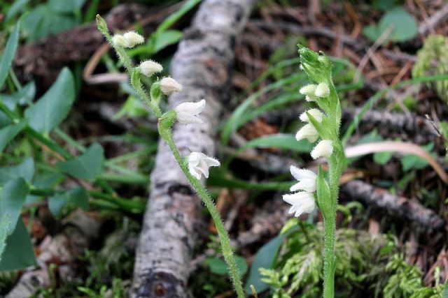 Goodyera repens (L.) R. Br.