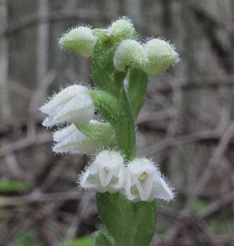 Goodyera repens (L.) R. Br. Goodyera repens (L.) R. Br.