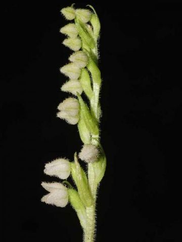 Goodyera repens (L.) R. Br. Goodyera repens (L.) R. Br.