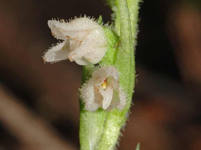 Goodyera repens (L.) R. Br. Goodyera repens (L.) R. Br.