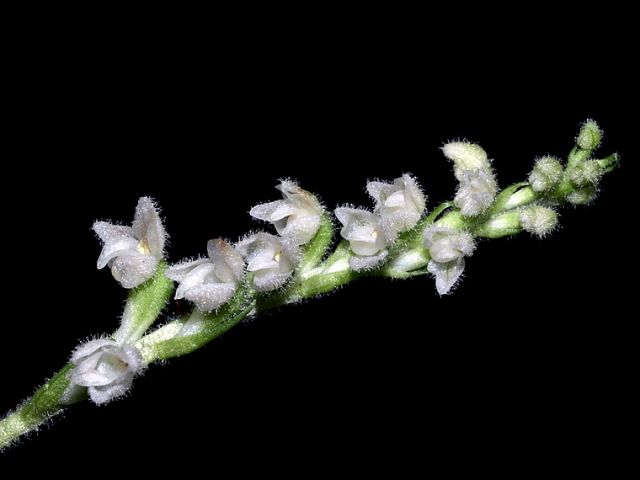 Goodyera repens (L.) R. Br. Goodyera repens (L.) R. Br.