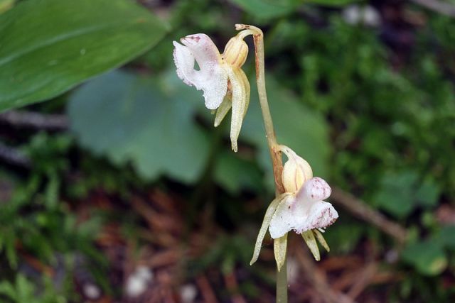 Epipogium aphyllum Sw.