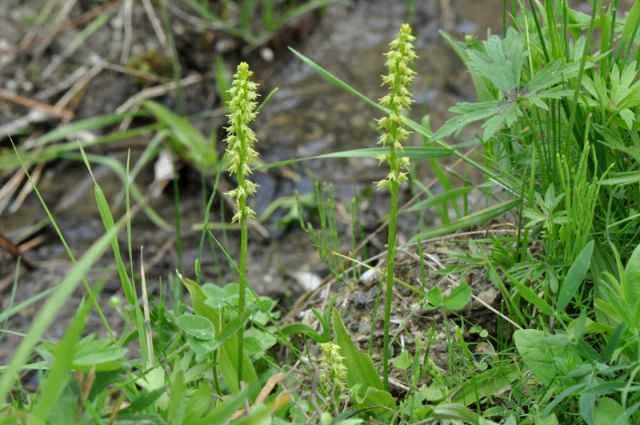 Herminium monorchis (L.) R.Brown Herminium monorchis (L.) R.Brown