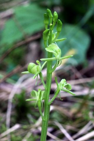 Liparis Loeselii (L.) Rich. Liparis Loeselii (L.) Rich.