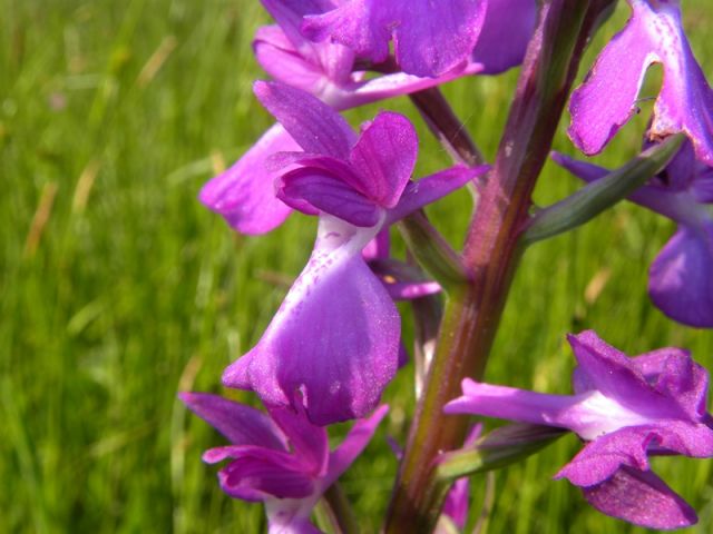 Anacamptis Palustris (Poir.) R.M. Bateman, Pridgeon & M.W. Chase Anacamptis Palustris (Poir.) R.M. Bateman, Pridgeon & M.W. Chase