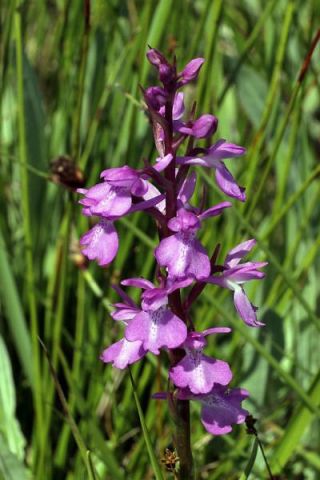 Anacamptis Palustris (Poir.) R.M. Bateman, Pridgeon & M.W. Chase Anacamptis Palustris (Poir.) R.M. Bateman, Pridgeon & M.W. Chase