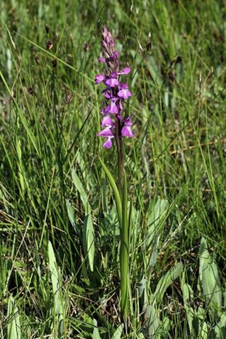 Anacamptis Palustris (Poir.) R.M. Bateman, Pridgeon & M.W. Chase Anacamptis Palustris (Poir.) R.M. Bateman, Pridgeon & M.W. Chase