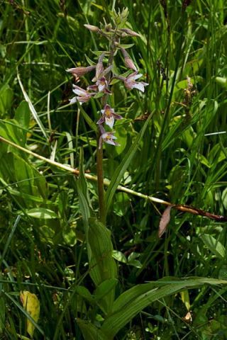 Epipactis palustris (L.) Crantz Epipactis palustris (L.) Crantz