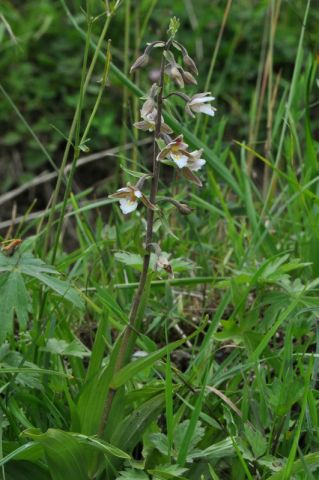 Epipactis palustris (L.) Crantz Epipactis palustris (L.) Crantz