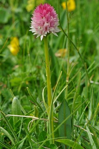 Nigritella corneliana (Beauvard) Göltz et HR Reinhard Nigritella corneliana (Beauvard) Göltz et HR Reinhard