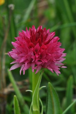 Nigritella corneliana (Beauvard) Göltz et HR Reinhard Nigritella corneliana (Beauvard) Göltz et HR Reinhard