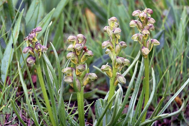 Chamorchis alpina (L.) Rich.