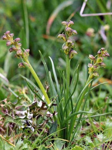 Chamorchis alpina (L.) Rich. Chamorchis alpina (L.) Rich.
