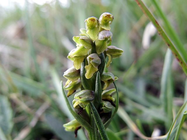 Chamorchis alpina (L.) Rich.