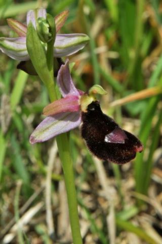 Ophrys bertolonii subsp. benacensis (Reisigl) P. Delforge Ophrys bertolonii subsp. benacensis (Reisigl) P. Delforge