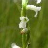 Spiranthes aestivalis (Poir.) Rich.