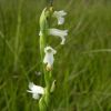 Spiranthes aestivalis (Poir.) Rich.