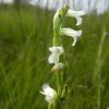 Spiranthes aestivalis (Poir.) Rich.
