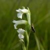 Spiranthes aestivalis (Poir.) Rich.