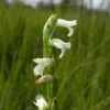Spiranthes aestivalis (Poir.) Rich.