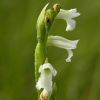Spiranthes aestivalis (Poir.) Rich.