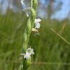 Spiranthes aestivalis (Poir.) Rich.