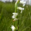 Spiranthes aestivalis (Poir.) Rich.