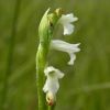 Spiranthes aestivalis (Poir.) Rich.