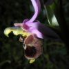 Ophrys x domus-maria M.P. Grasso