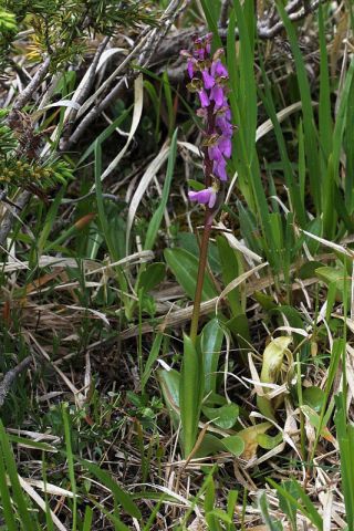 Orchis spitzelii Saut. ex Lam. & DC. Orchis spitzelii Saut. ex Lam. & DC.