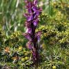 Orchis spitzelii Sauter ex Lam. & DC.