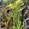 Ophrys mirabilis Geniez & Melki