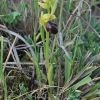 Ophrys mirabilis Geniez & Melki