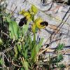 Ophrys mirabilis Geniez & Melki