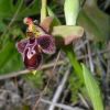 Ophrys x cosana H. Baumann & K�nkele
