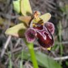 Ophrys x cosana H. Baumann & K�nkele